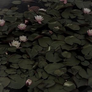 Meet your Posher, Lucy